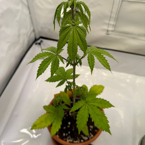 Hajo Donovan Benvenuto growlog timeline photo