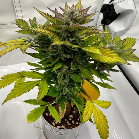 Sir Puff-a-lot growlog timeline photo