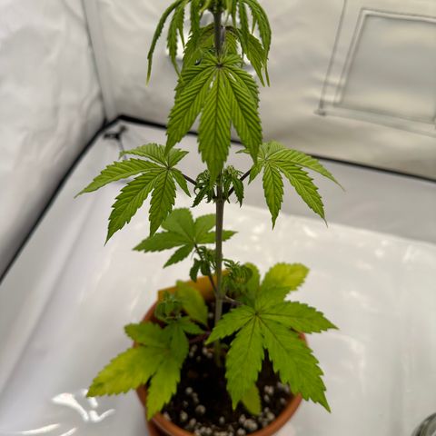 Hajo Donovan Benvenuto growlog timeline photo