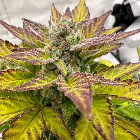 Sir Puff-a-lot growlog timeline photo