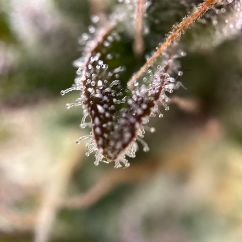 Sir Puff-a-lot growlog timeline photo