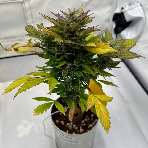 Sir Puff-a-lot growlog timeline photo