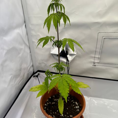 Hajo Donovan Benvenuto growlog timeline photo