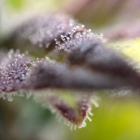 Sir Puff-a-lot growlog timeline photo