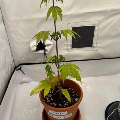 Hajo Donovan Benvenuto growlog timeline photo
