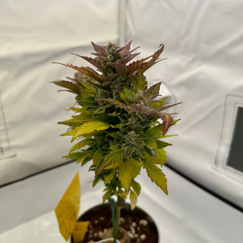 Sir Puff-a-lot growlog timeline photo