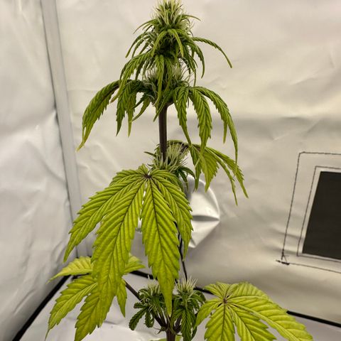 Hajo Donovan Benvenuto growlog timeline photo