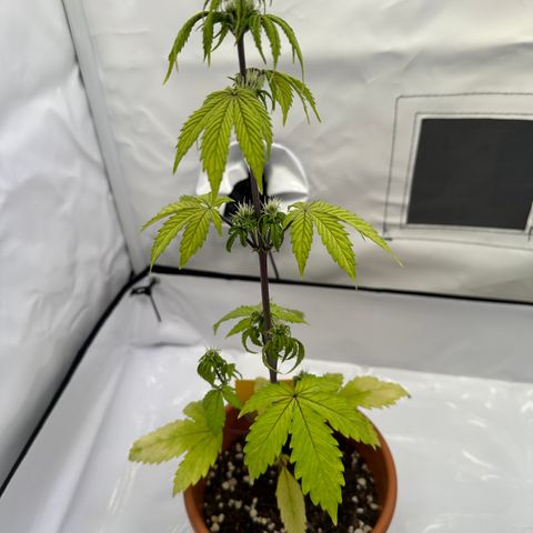 Hajo Donovan Benvenuto growlog timeline photo