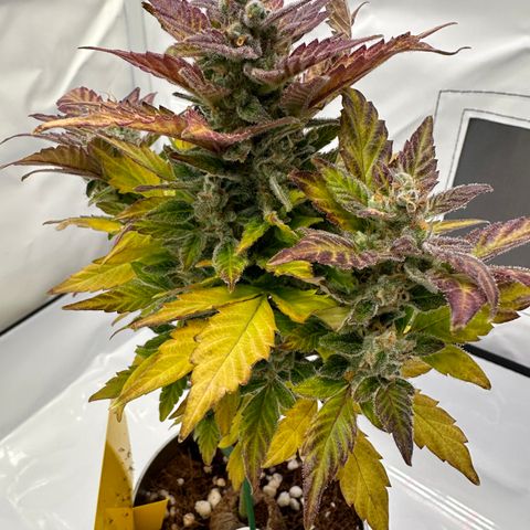 Sir Puff-a-lot growlog timeline photo