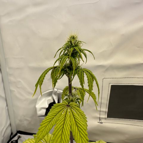 Hajo Donovan Benvenuto growlog photo: Letzter Tag BioBizz