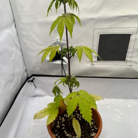 Hajo Donovan Benvenuto growlog photo: Letzter Tag BioBizz
