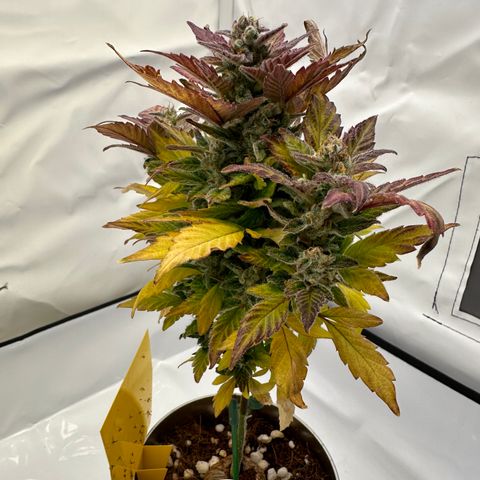 Sir Puff-a-lot growlog photo: Letzter Tag BioBizz