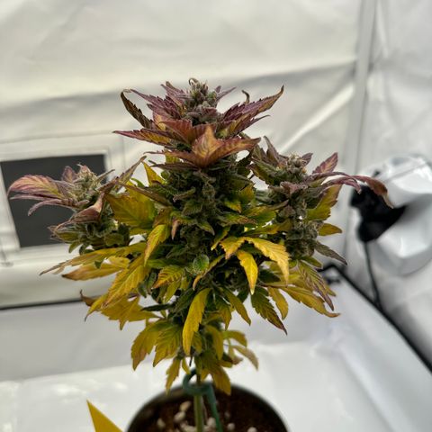 Sir Puff-a-lot growlog photo: Letzter Tag BioBizz