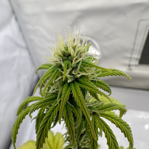 Hajo Donovan Benvenuto growlog timeline photo