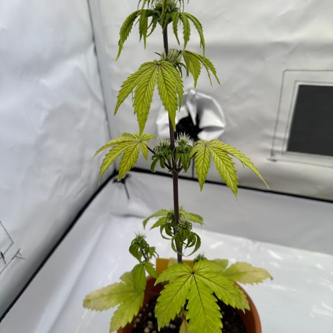 Hajo Donovan Benvenuto growlog timeline photo