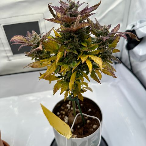 Sir Puff-a-lot growlog timeline photo