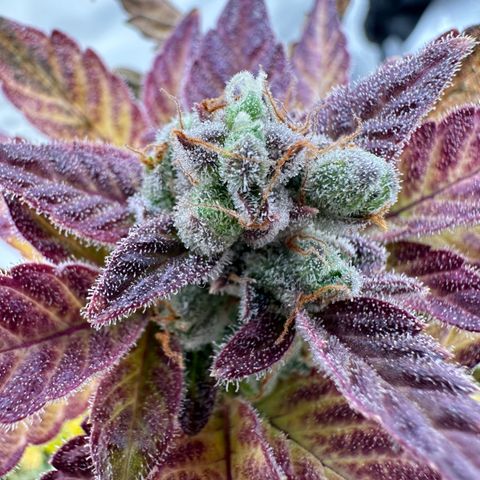 Sir Puff-a-lot growlog timeline photo
