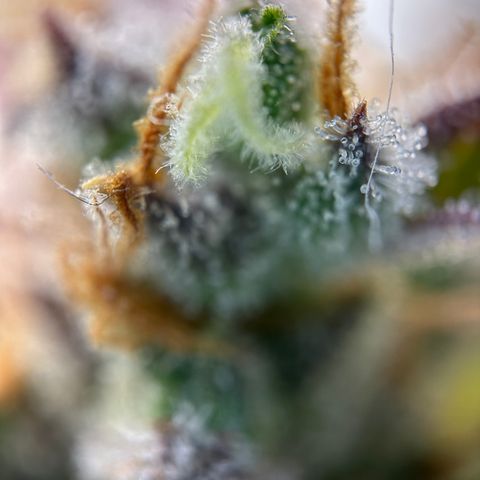 Sir Puff-a-lot growlog timeline photo