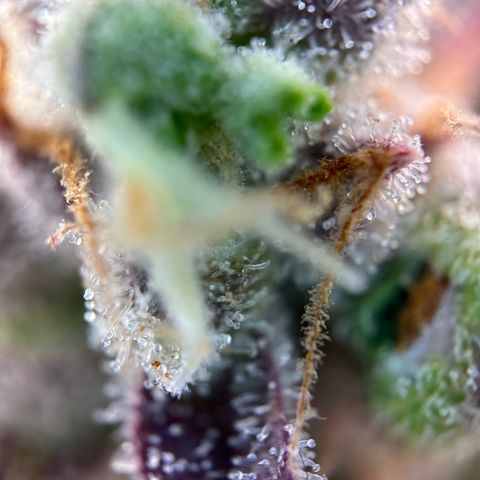 Sir Puff-a-lot growlog timeline photo