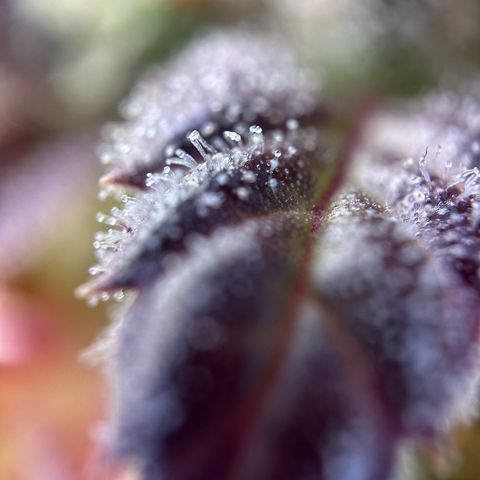 Sir Puff-a-lot growlog timeline photo