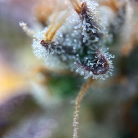Sir Puff-a-lot growlog timeline photo