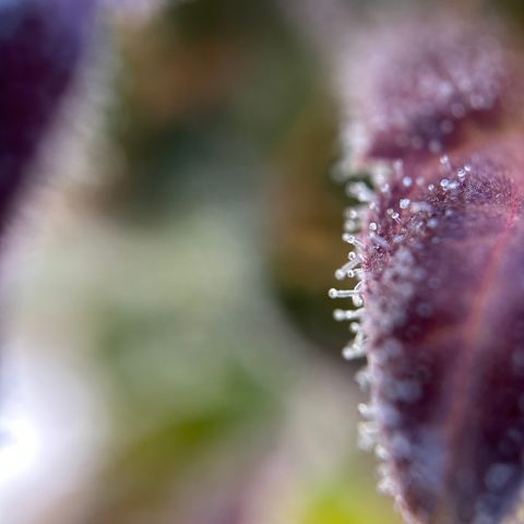 Sir Puff-a-lot growlog timeline photo
