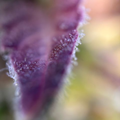 Sir Puff-a-lot growlog timeline photo