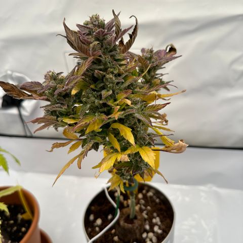 Sir Puff-a-lot growlog timeline photo