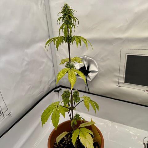 Hajo Donovan Benvenuto growlog timeline photo