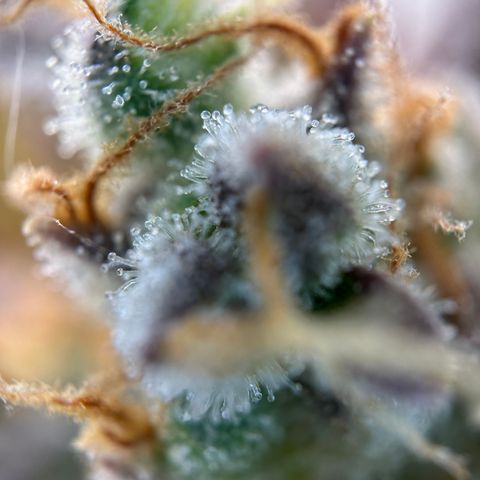 Sir Puff-a-lot growlog timeline photo