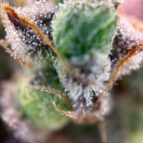 Sir Puff-a-lot growlog timeline photo