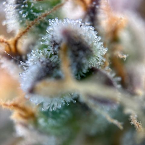 Sir Puff-a-lot growlog timeline photo