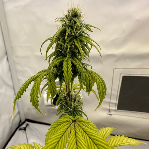 Hajo Donovan Benvenuto growlog timeline photo