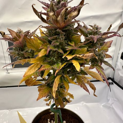 Sir Puff-a-lot growlog timeline photo
