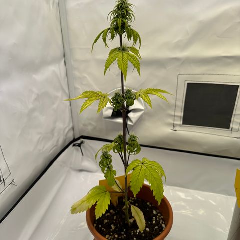 Hajo Donovan Benvenuto growlog timeline photo