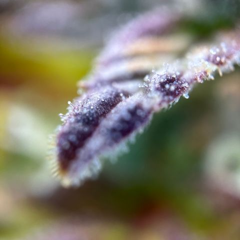 Sir Puff-a-lot growlog timeline photo