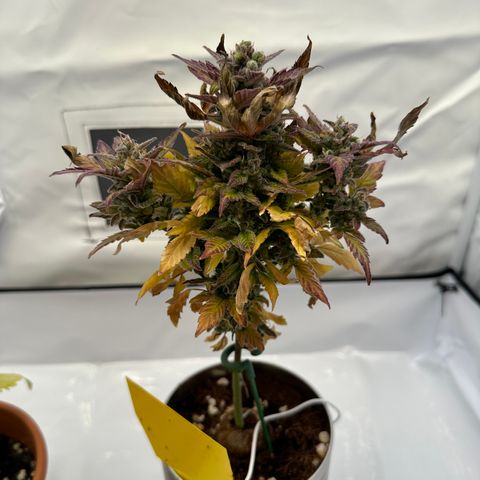 Sir Puff-a-lot growlog timeline photo