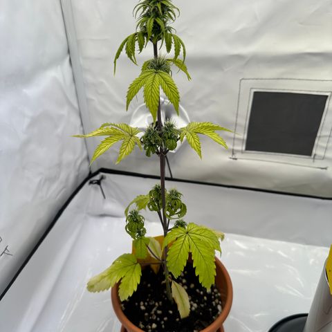 Hajo Donovan Benvenuto growlog timeline photo