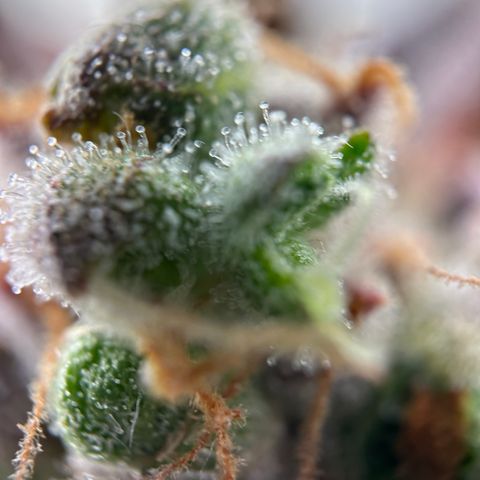 Sir Puff-a-lot growlog timeline photo
