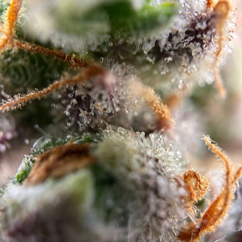 Sir Puff-a-lot growlog timeline photo