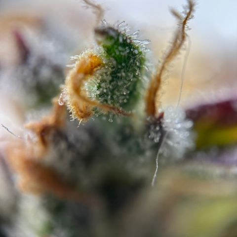 Sir Puff-a-lot growlog timeline photo