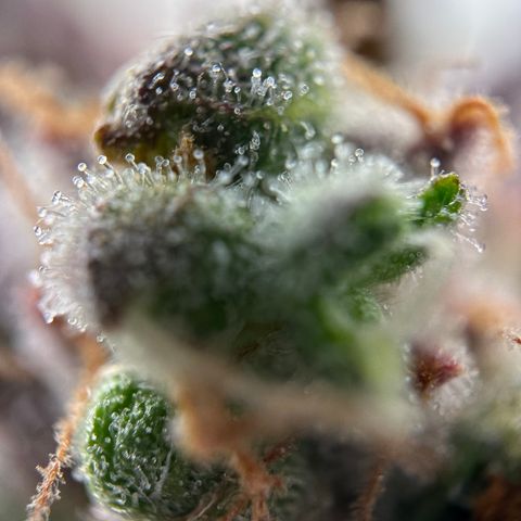 Sir Puff-a-lot growlog timeline photo