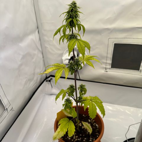Hajo Donovan Benvenuto growlog timeline photo