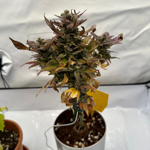 Sir Puff-a-lot growlog timeline photo