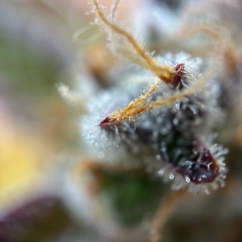 Sir Puff-a-lot growlog timeline photo