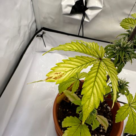 Hajo Donovan Benvenuto growlog timeline photo
