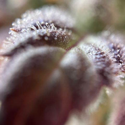 Sir Puff-a-lot growlog timeline photo