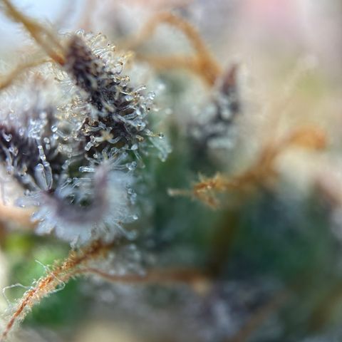 Sir Puff-a-lot growlog timeline photo