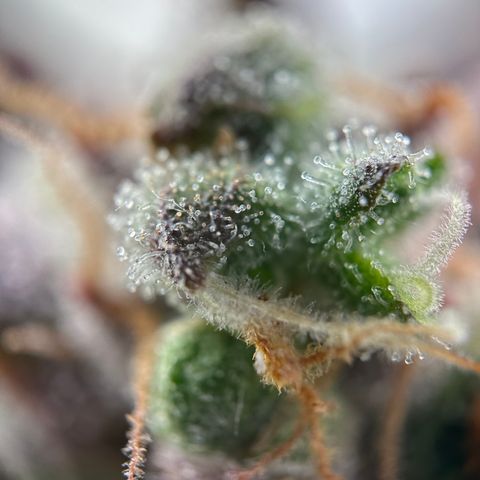 Sir Puff-a-lot growlog timeline photo