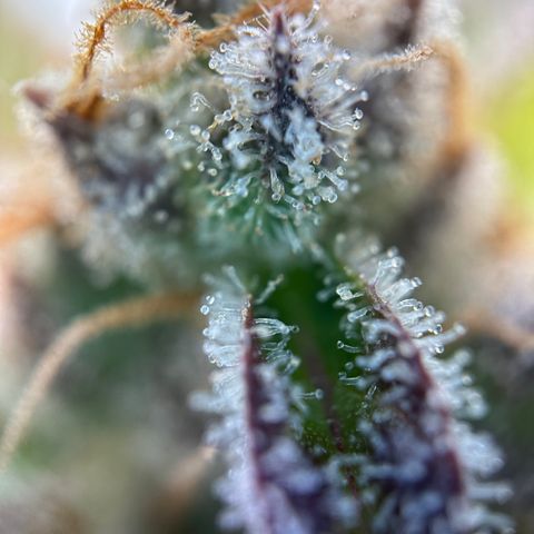 Sir Puff-a-lot growlog timeline photo